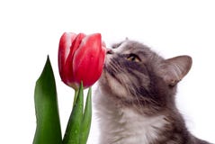 Katze mit Tulpe stockfotografie Katze mit Tulpe stockfotografie