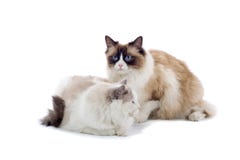 Katzen stockbilder Katzen stockbilder