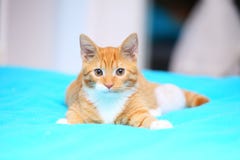 Katzen-Haustiermiezekatze der Tiere zu Hause - rote nette kleine auf Bett Stockfotografie Katzen-Haustiermiezekatze der Tiere zu Hause - rote nette kleine auf Bett Stockfotografie