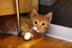 Katzen-Haustiermiezekatze der Tiere zu Hause - rote nette kleine auf Boden Stockfotos Katzen-Haustiermiezekatze der Tiere zu Hause - rote nette kleine auf Boden Stockfotos