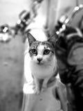 Katzenfamilienleben im Haus stockfotografie Katzenfamilienleben im Haus stockfotografie