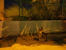 Katzenporträt in der Nacht stockfotos Katzenporträt in der Nacht stockfotos