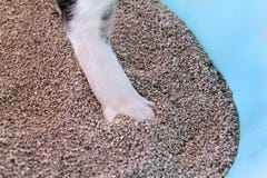 Katzentatzen im Sand, Nahaufnahme Katze unter Verwendung der Toilette, Katze im Katzenklo, denn das Pooping oder urinieren und po stockbild Katzentatzen im Sand, Nahaufnahme Katze unter Verwendung der Toilette, Katze im Katzenklo, denn das Pooping oder urinieren und po stockbild