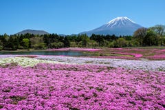 KAWAGUCHIKO, JAPÃO - 3 de maio de 2016 - festival de Shibazakura em 2016, fotos de stock royalty free KAWAGUCHIKO, JAPÃO - 3 de maio de 2016 - festival de Shibazakura em 2016, fotos de stock royalty free
