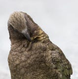 Kea, Nestor notabilis stock photography Kea, Nestor notabilis stock photography