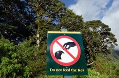 Kea - nyazeeländskt djurliv NZ NZL arkivfoto Kea - nyazeeländskt djurliv NZ NZL arkivfoto