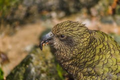 Kea - εγγενής παπαγάλος της Νέας Ζηλανδίας στο αυτοκίνητο, νότιο νησί, Νέα Ζηλανδία στοκ φωτογραφία Kea - εγγενής παπαγάλος της Νέας Ζηλανδίας στο αυτοκίνητο, νότιο νησί, Νέα Ζηλανδία στοκ φωτογραφία