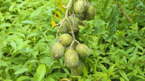 Kedondong fruit in the its plant Stock Images Kedondong fruit in the its plant Stock Images
