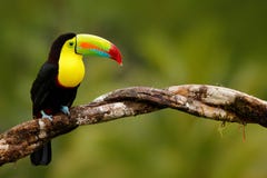 Keel-billed Toucan, Ramphastos sulfuratus, bird with big bill. Toucan sitting on the branch in the forest, Panama. Nature travel i