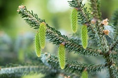 Kegelhintergrund Nahaufnahme von jungen grünen Tannenbaumkegeln auf Baum stockbilder Kegelhintergrund Nahaufnahme von jungen grünen Tannenbaumkegeln auf Baum stockbilder