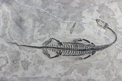 Keichousaurus hui 06 lizenzfreie stockfotografie Keichousaurus hui 06 lizenzfreie stockfotografie