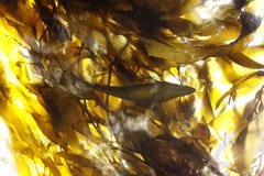 Kelp δάσος στοκ εικόνες Kelp δάσος στοκ εικόνες