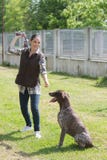 Kennel volunteer playing with abandoned older dog stock photography Kennel volunteer playing with abandoned older dog stock photography