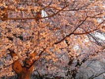 Kenwood Cherry Blossoms bei Sonnenuntergang lizenzfreie stockfotos Kenwood Cherry Blossoms bei Sonnenuntergang lizenzfreie stockfotos