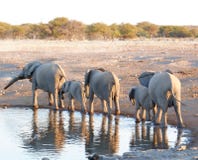kenya för amboselielefantfamilj nationalpark arkivbilder kenya för amboselielefantfamilj nationalpark arkivbilder