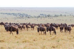 kenya migraci wildebeest fotografia stock kenya migraci wildebeest fotografia stock