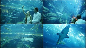 Kerel en Meisjesgang op een onderwateraquarium stock video Kerel en Meisjesgang op een onderwateraquarium stock video
