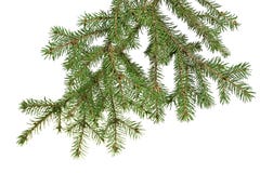 Kerstboomtak royalty-vrije stock afbeeldingen Kerstboomtak royalty-vrije stock afbeeldingen