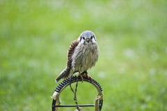 kestrel lizenzfreie stockfotografie kestrel lizenzfreie stockfotografie