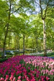 Keukenhof Royalty Free Stock Image Keukenhof Royalty Free Stock Image