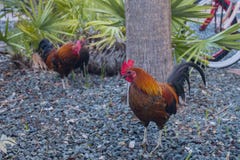 Key West Feral Chickens fotografia stock libera da diritti Key West Feral Chickens fotografia stock libera da diritti