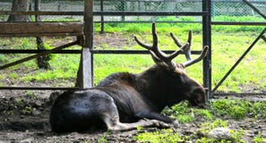 khabarovsk Priamurskogo een dierentuin aan hen V P Sysoev Royalty-vrije Stock Afbeeldingen khabarovsk Priamurskogo een dierentuin aan hen V P Sysoev Royalty-vrije Stock Afbeeldingen