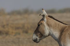 Khur de hemionus d'Equus de cul sauvage à peu de rann de kutch photographie stock Khur de hemionus d'Equus de cul sauvage à peu de rann de kutch photographie stock