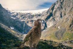 Kia nyazeeländsk infödd papegoja för ` s framme av snö-korkad montering T fotografering för bildbyråer Kia nyazeeländsk infödd papegoja för ` s framme av snö-korkad montering T fotografering för bildbyråer