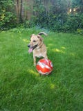 Kick about. Playing football happy dog royalty free stock photos Kick about. Playing football happy dog royalty free stock photos