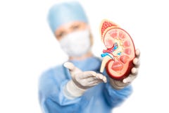 Kidney in the hands of the surgeon