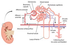 The kidney and nephron
