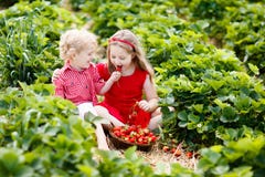 Kids pick strawberry on berry field in summer stock photos Kids pick strawberry on berry field in summer stock photos