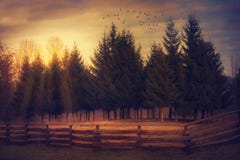 Kiefernwald in ländlichem bei Sonnenuntergang lizenzfreie stockbilder Kiefernwald in ländlichem bei Sonnenuntergang lizenzfreie stockbilder