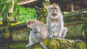 Kijkend Macaque-Aap droevig Met lange staart in het Aapbos in Bali stock afbeelding Kijkend Macaque-Aap droevig Met lange staart in het Aapbos in Bali stock afbeelding