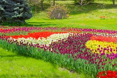 Kijów Ukraina, Kwiecień, - 23, 2016: Stubarwni tulipany w kształtują teren parka na tulipanu exhibitio zdjęcia stock Kijów Ukraina, Kwiecień, - 23, 2016: Stubarwni tulipany w kształtują teren parka na tulipanu exhibitio zdjęcia stock