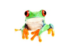 Kikker die op wit voor banner enz. wordt geïsoleerdt stock foto's Kikker die op wit voor banner enz. wordt geïsoleerdt stock foto's