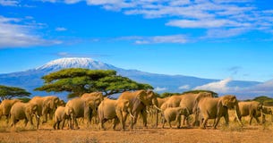 Kilimanjaro Tanzania African Elephants Safari Kenya Stock Images