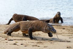 Kilka Komodo smoki na plaży obrazy stock Kilka Komodo smoki na plaży obrazy stock