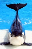Killer Whale Stock Images