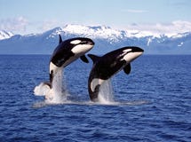KILLER WHALE orcinus orca, PAIR LEAPING, CANADA