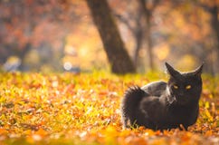Kind black cat in an old antique autumn photo