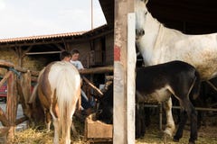 Kinder in der Landranch lizenzfreies stockfoto Kinder in der Landranch lizenzfreies stockfoto
