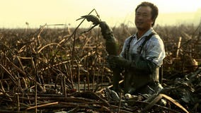 Kinesiska män gräver en lotusblomma rotar ut det är en hög avkastninggrönsak som växer djupt i slammen yunnan Kina royaltyfri fotografi Kinesiska män gräver en lotusblomma rotar ut det är en hög avkastninggrönsak som växer djupt i slammen yunnan Kina royaltyfri fotografi