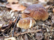 King Bolete - The Cep In The Autumn Forest. Royalty Free Stock Photo King Bolete - The Cep In The Autumn Forest. Royalty Free Stock Photo