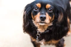 King Charles Cavalier Spaniel cross Silky terrier dog royalty free stock photo King Charles Cavalier Spaniel cross Silky terrier dog royalty free stock photo