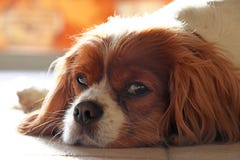 King Charles Cavalier Spaniel is lying on the floor. King Charles Cavalier Spaniel is lying in peace on the floor and looking at camera Royalty Free Stock Photo King Charles Cavalier Spaniel is lying on the floor. King Charles Cavalier Spaniel is lying in peace on the floor and looking at camera Royalty Free Stock Photo