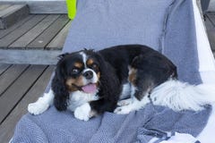 King Charles Spaniel lying royalty free stock photos King Charles Spaniel lying royalty free stock photos
