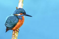 King fisher bird on a branch