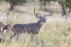 King of the forest whitetail buck