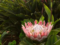 King Protea, with copyspace